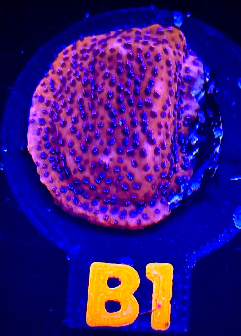 Mystic Sunset Montipora