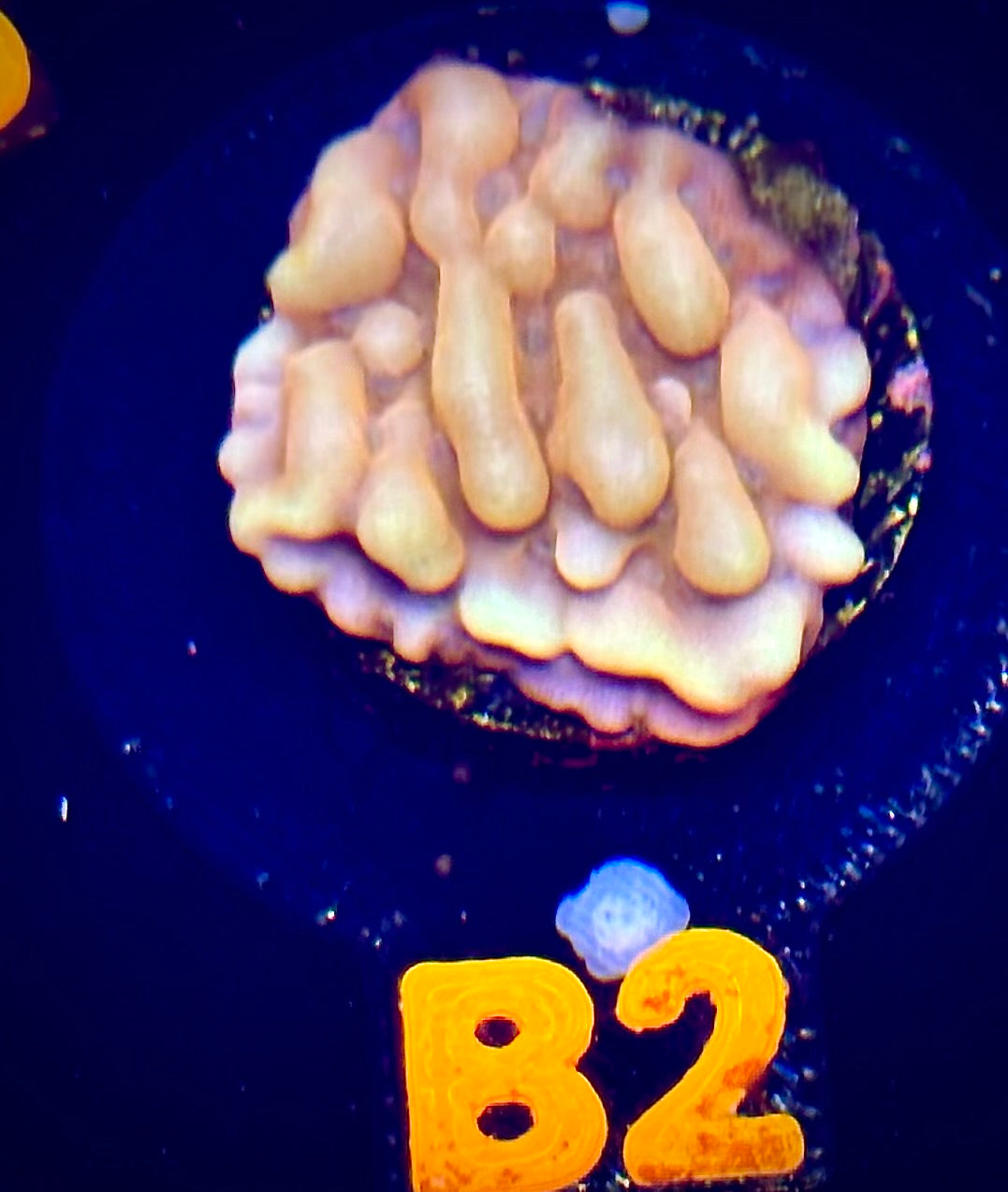 Love Shack Montipora