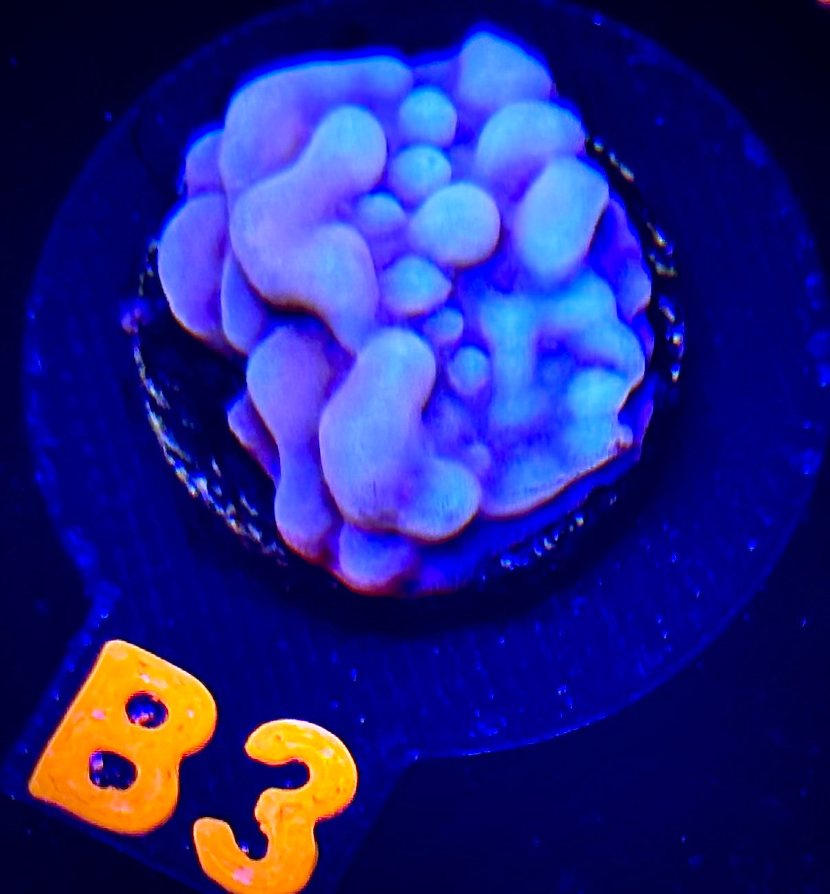 Love Shack Montipora