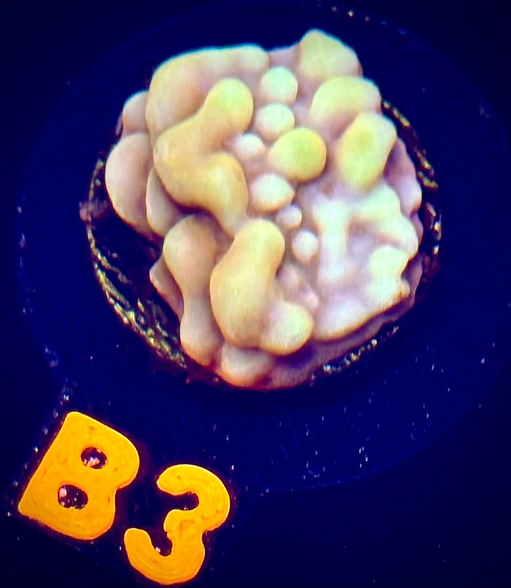 Love Shack Montipora