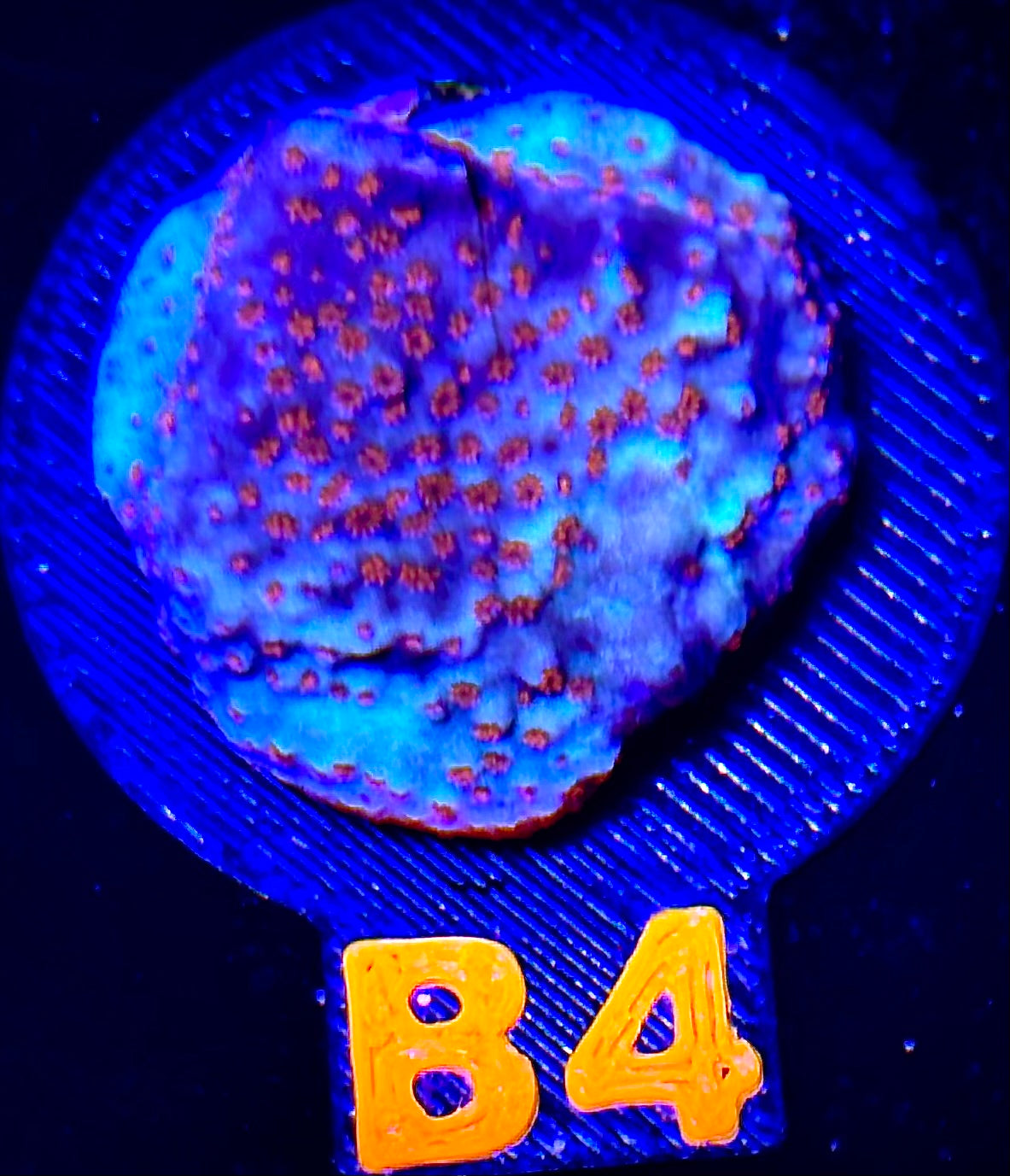 TSA Chili Pepper Montipora