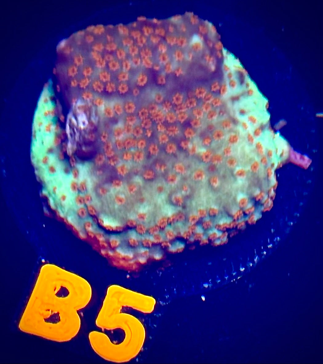 TSA Chili Pepper Montipora