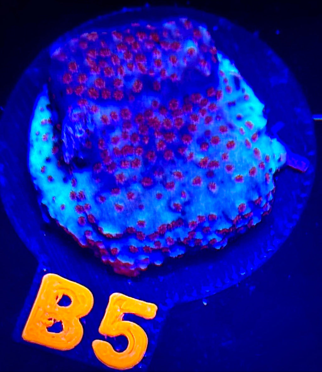 TSA Chili Pepper Montipora