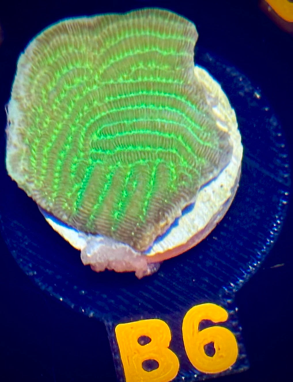 WWC Pinstripe Pachyseris