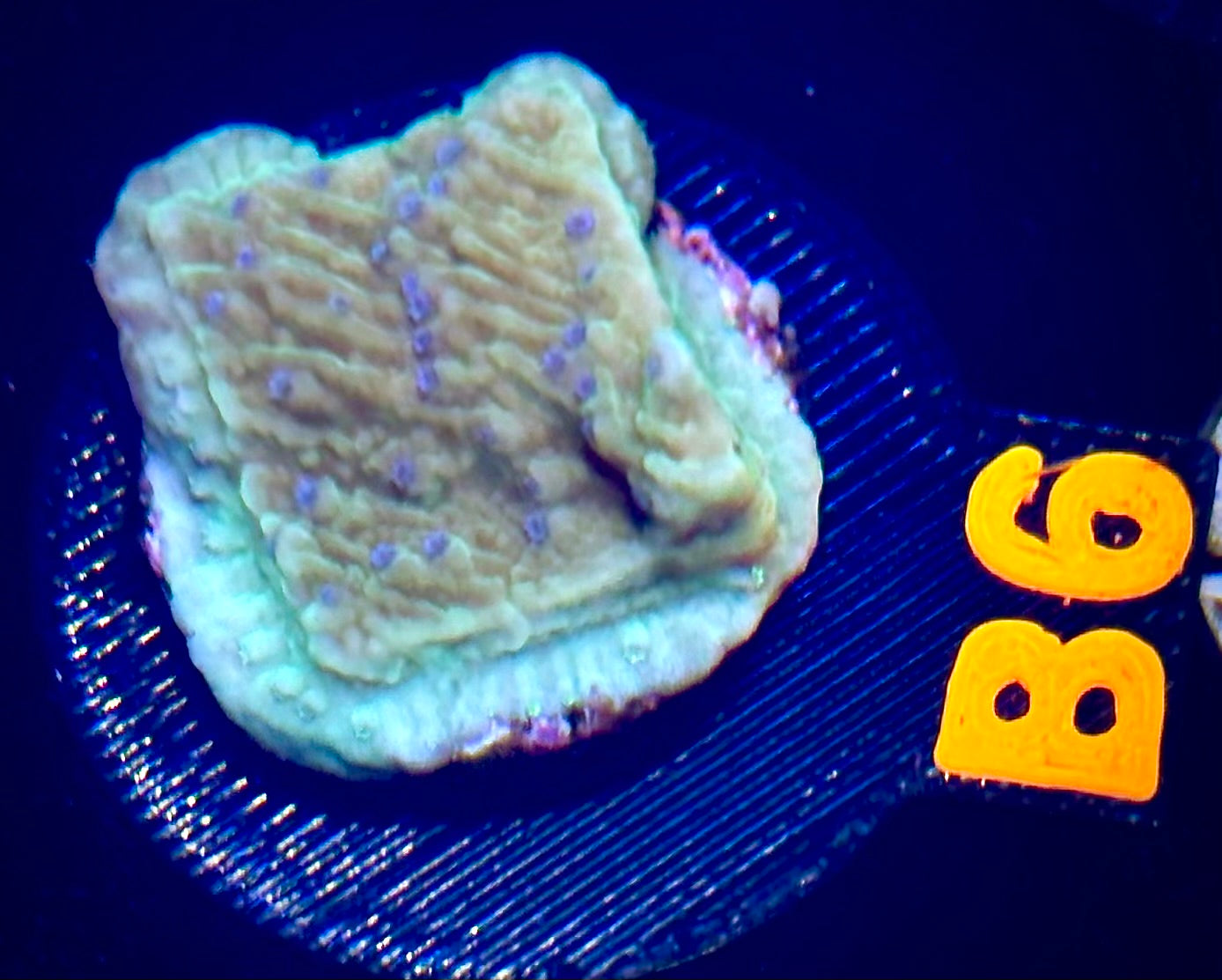 Flower Petal Montipora