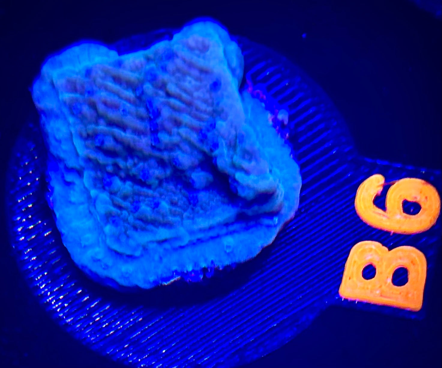 Flower Petal Montipora