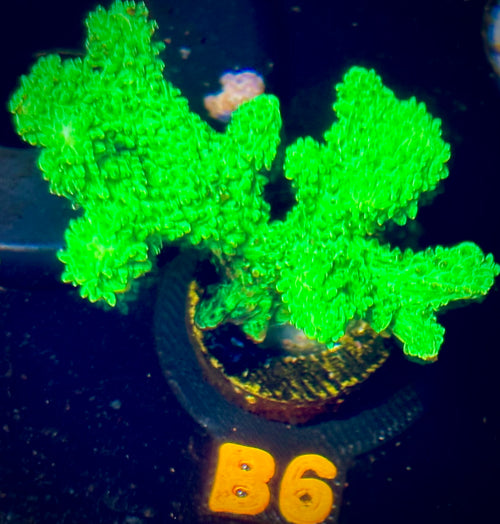 Neon Green Branching Hydnophora