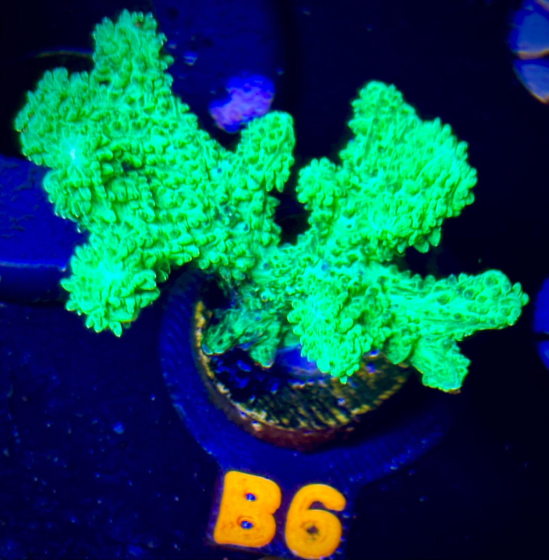 Neon Green Branching Hydnophora