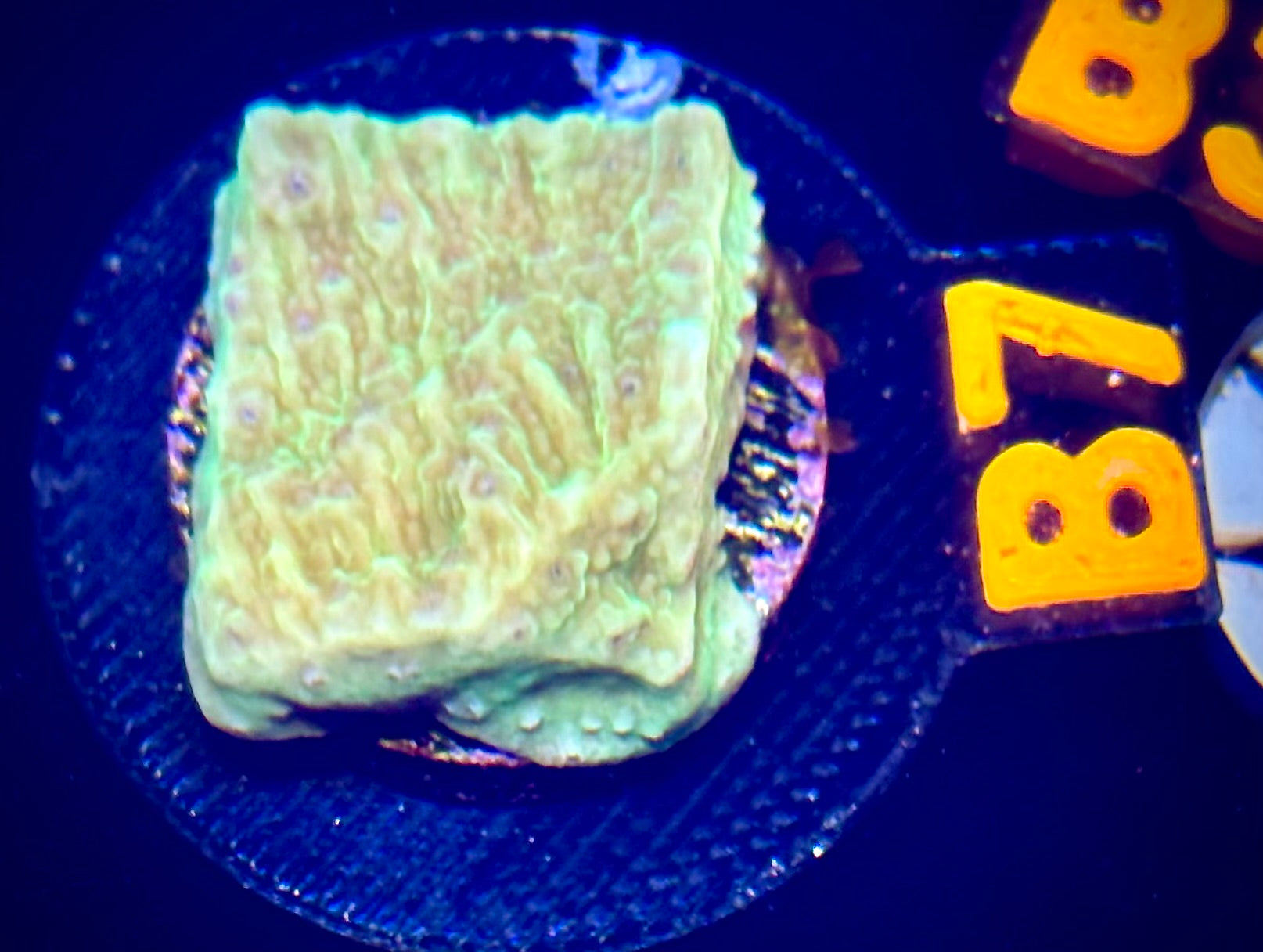 Flower Petal Montipora