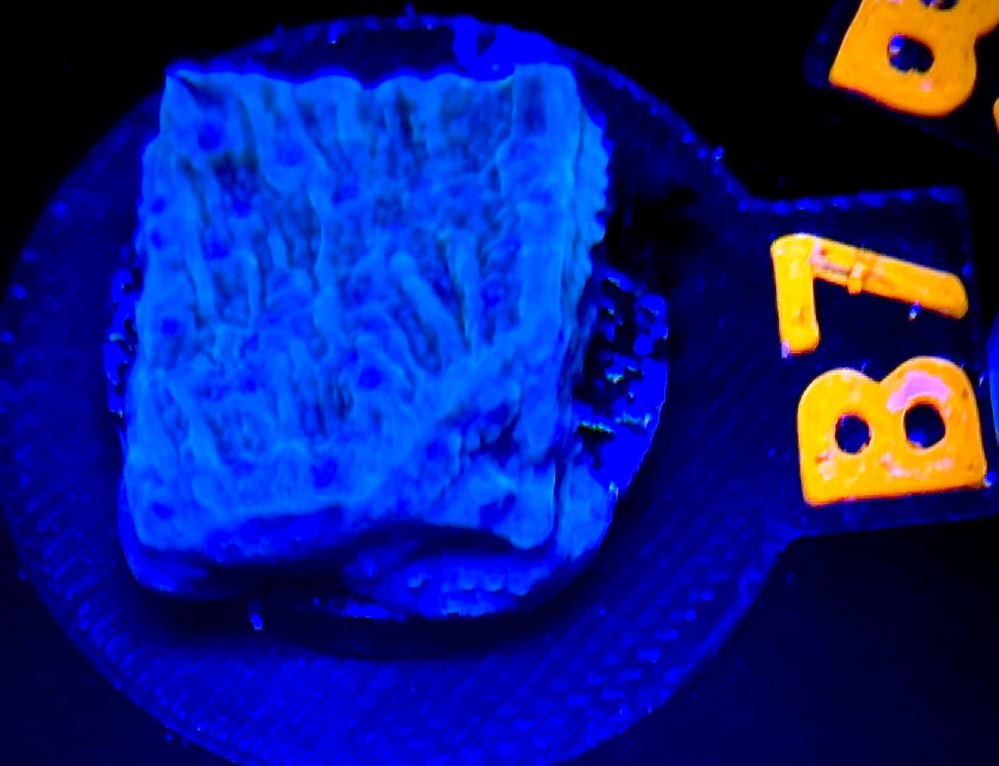 Flower Petal Montipora