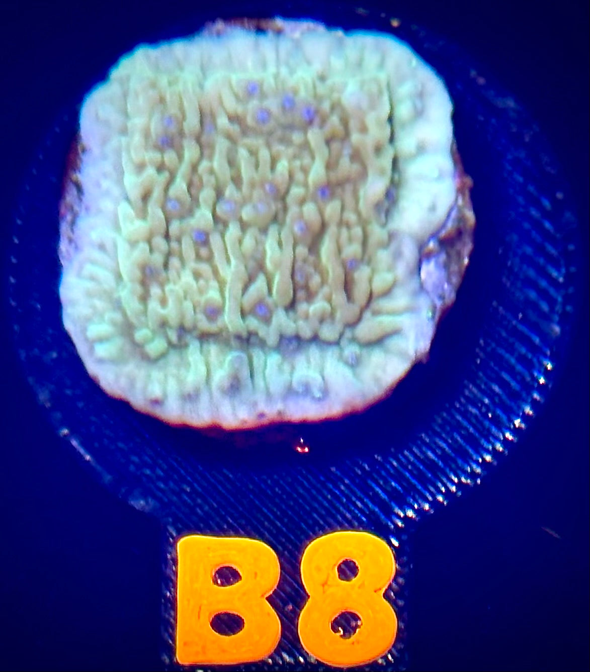 Flower Petal Montipora