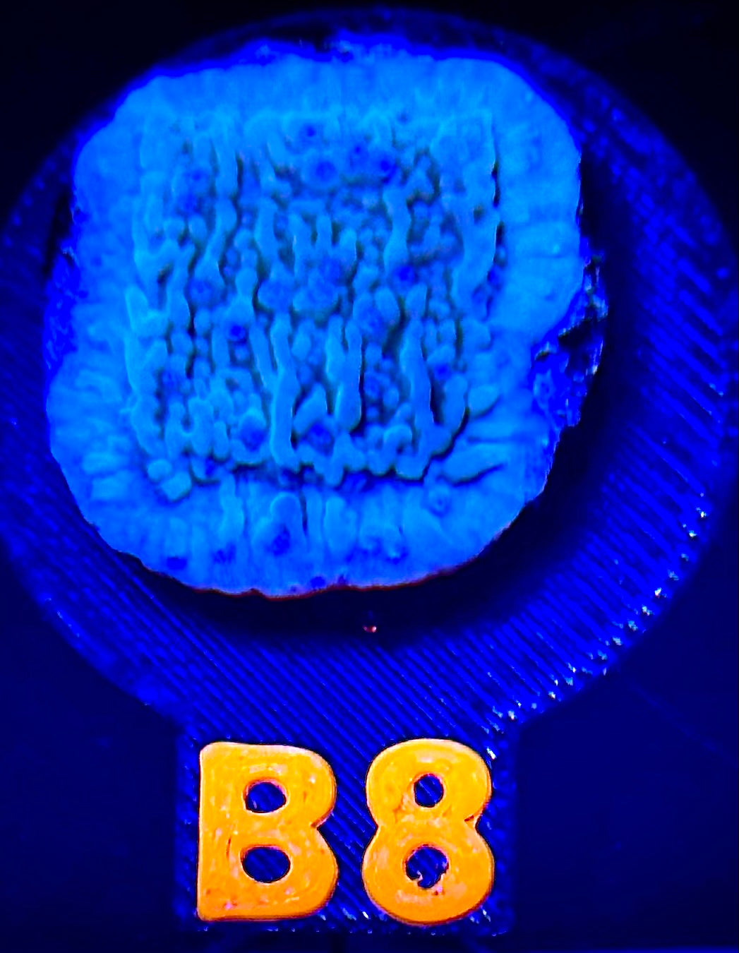 Flower Petal Montipora