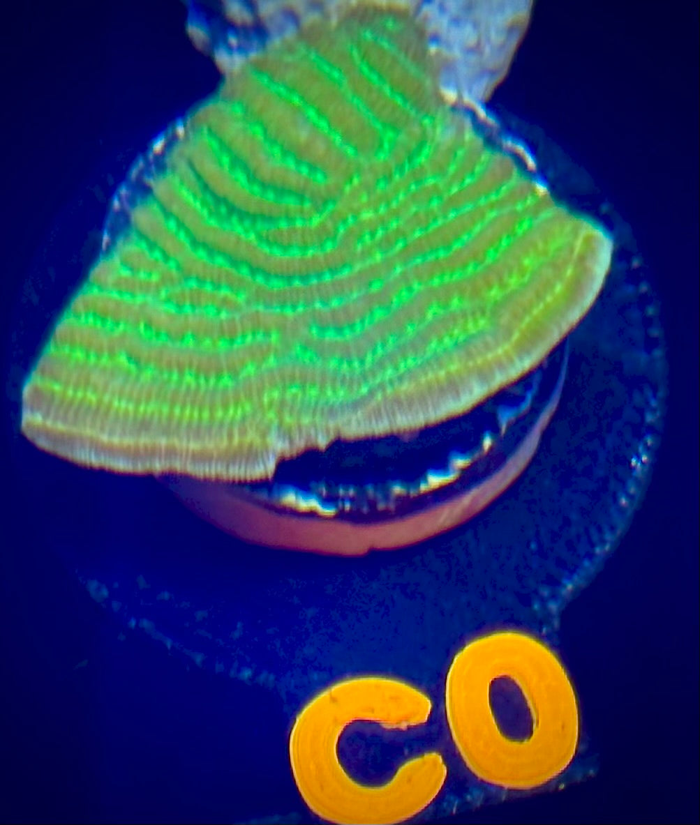 WWC Pinstripe Pachyseris