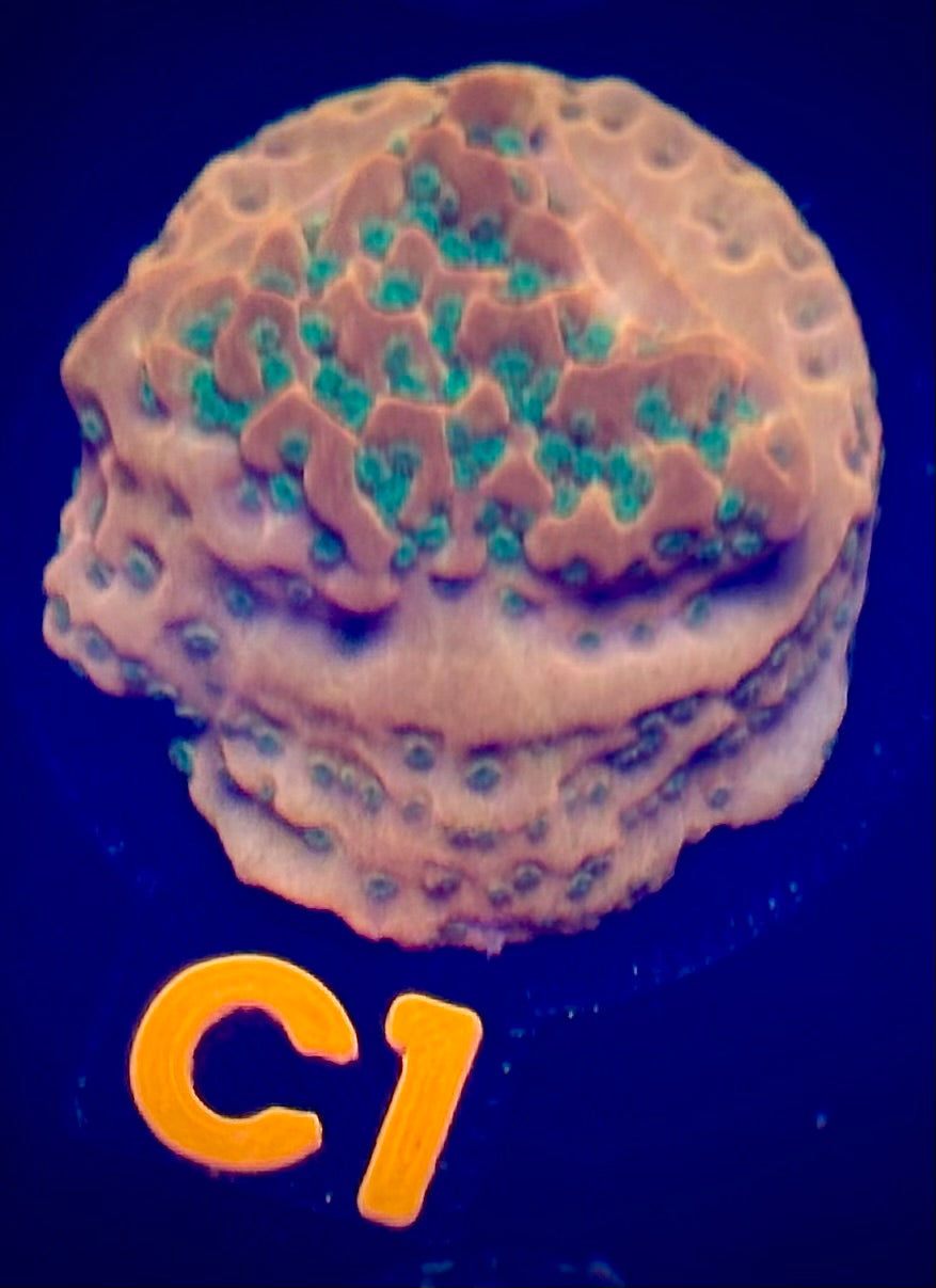 Sunset Imposter Montipora