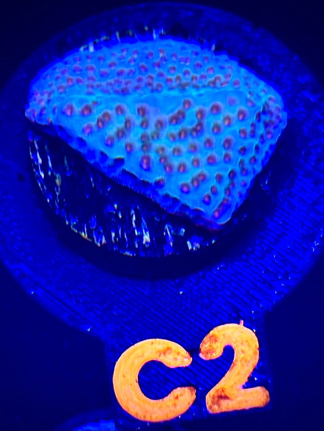 Aquaman Montipora