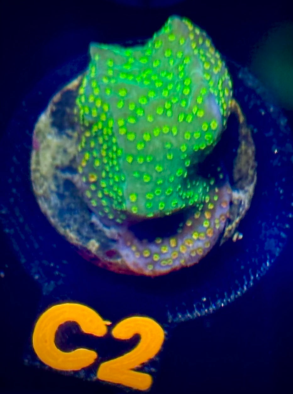 Jason Fox Fruity Pebbles Montipora