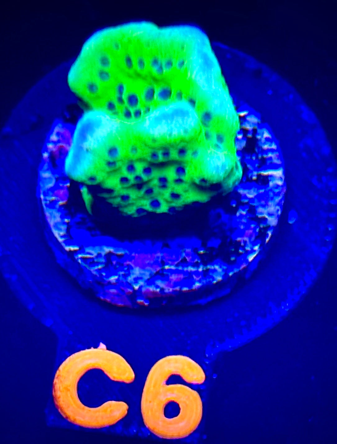 Slime Ball Montipora Spongodes