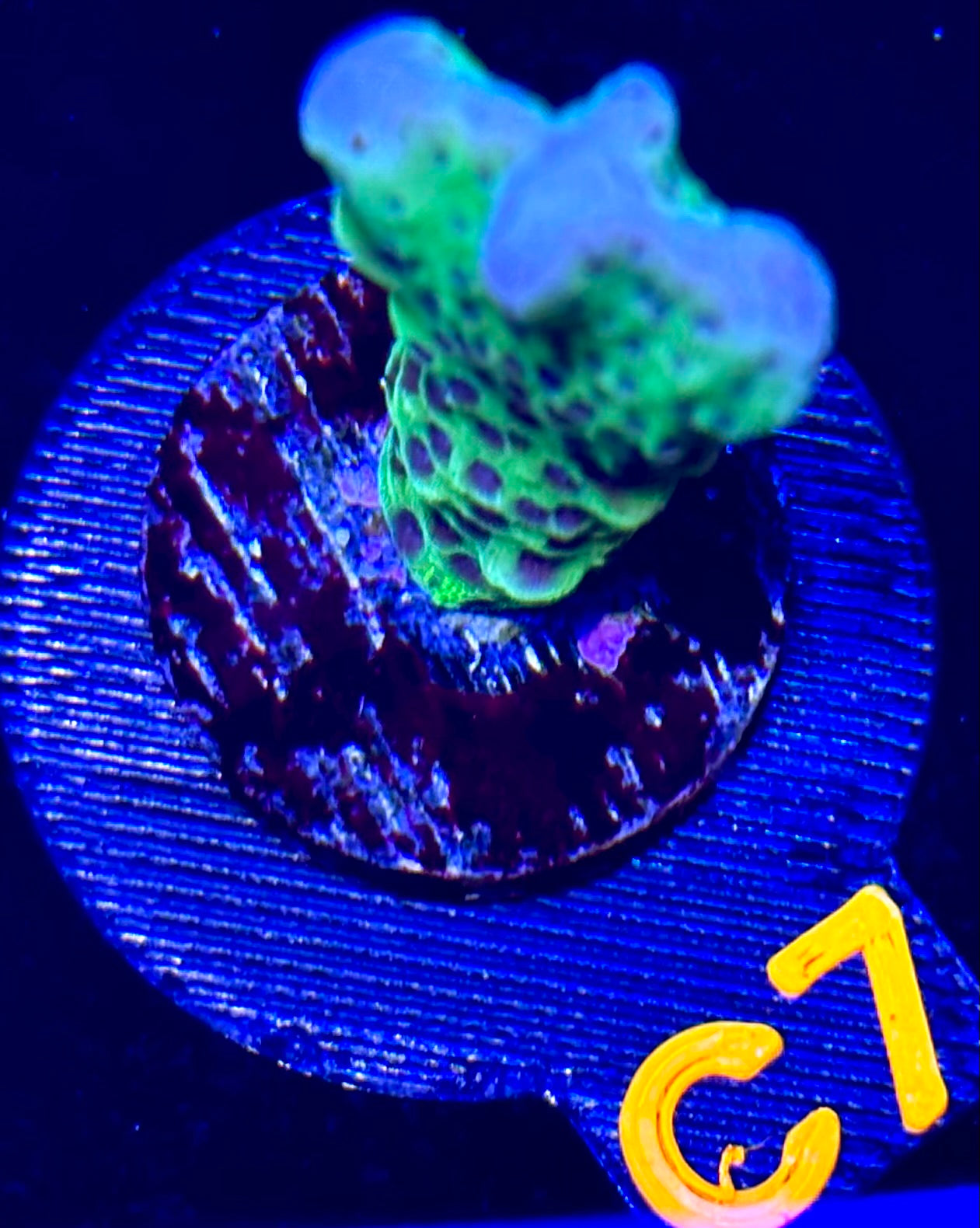 Slime Ball Montipora Spongodes