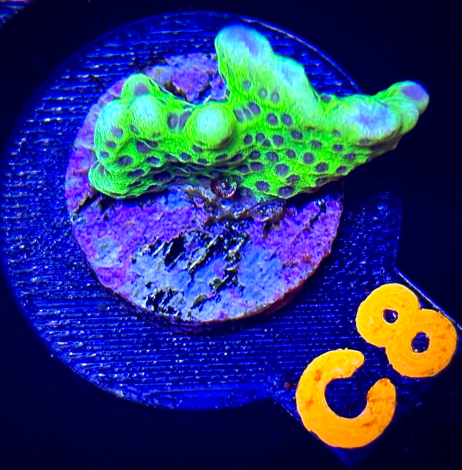 Slime Ball Montipora Spongodes