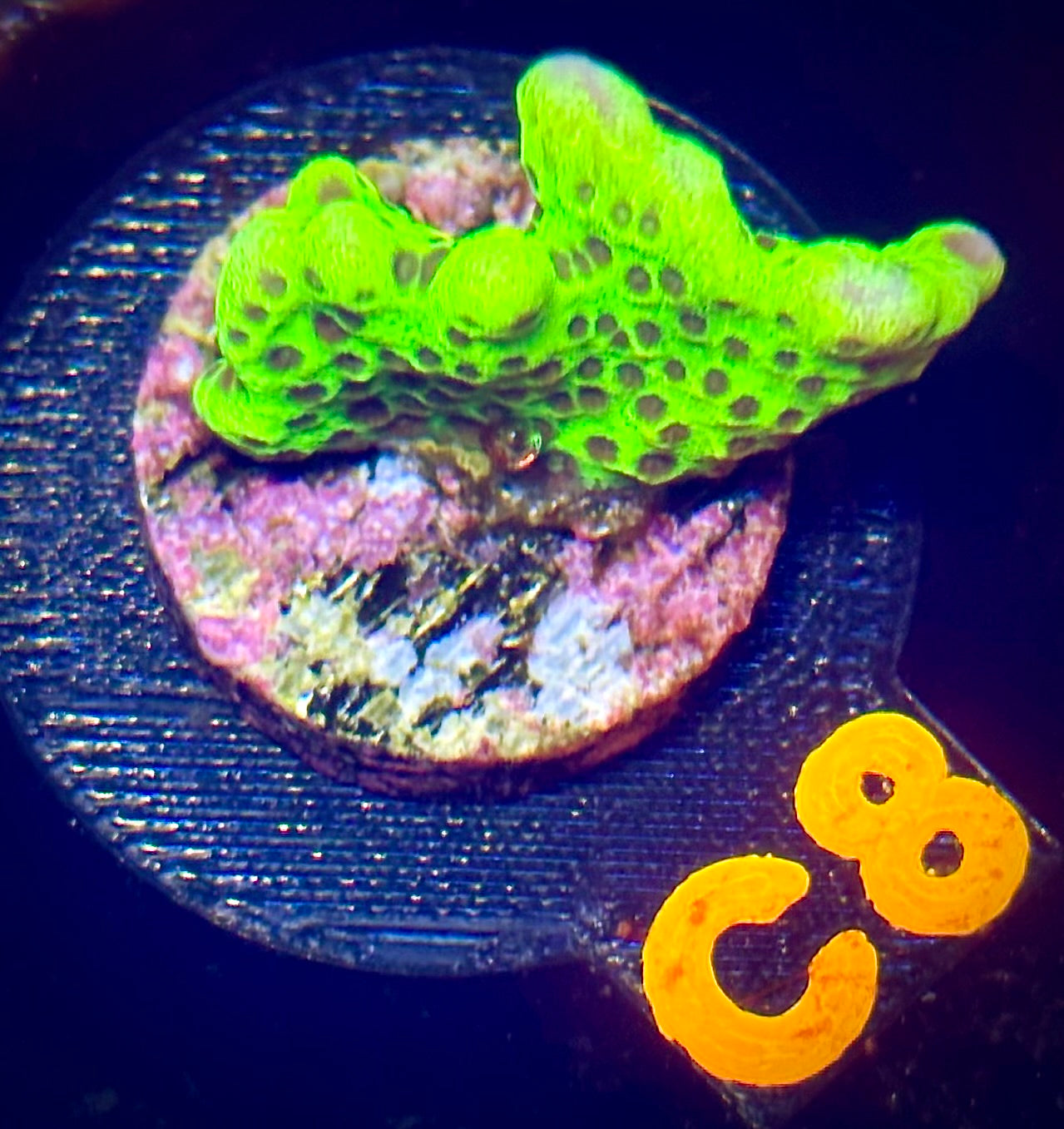 Slime Ball Montipora Spongodes