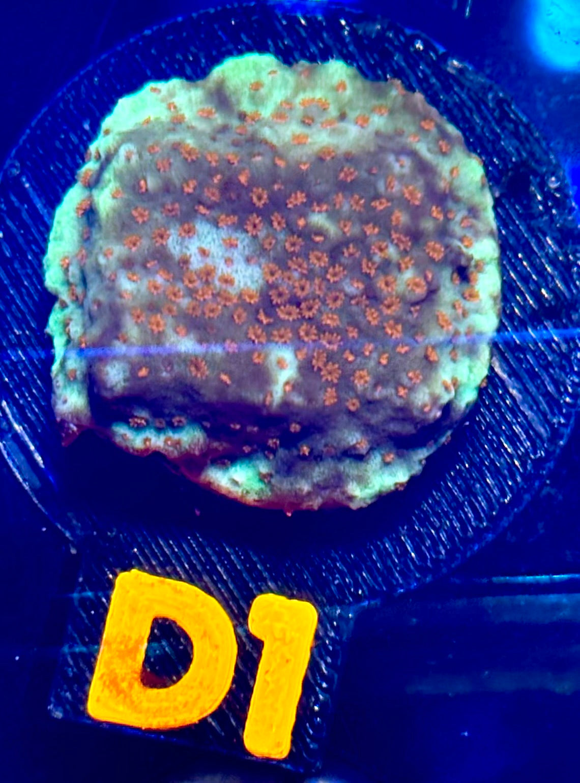 TSA Chili Pepper Montipora