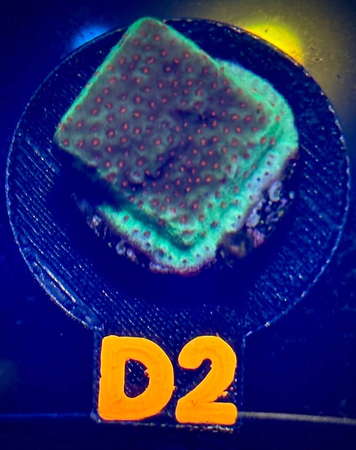 TSA Chili Pepper Montipora