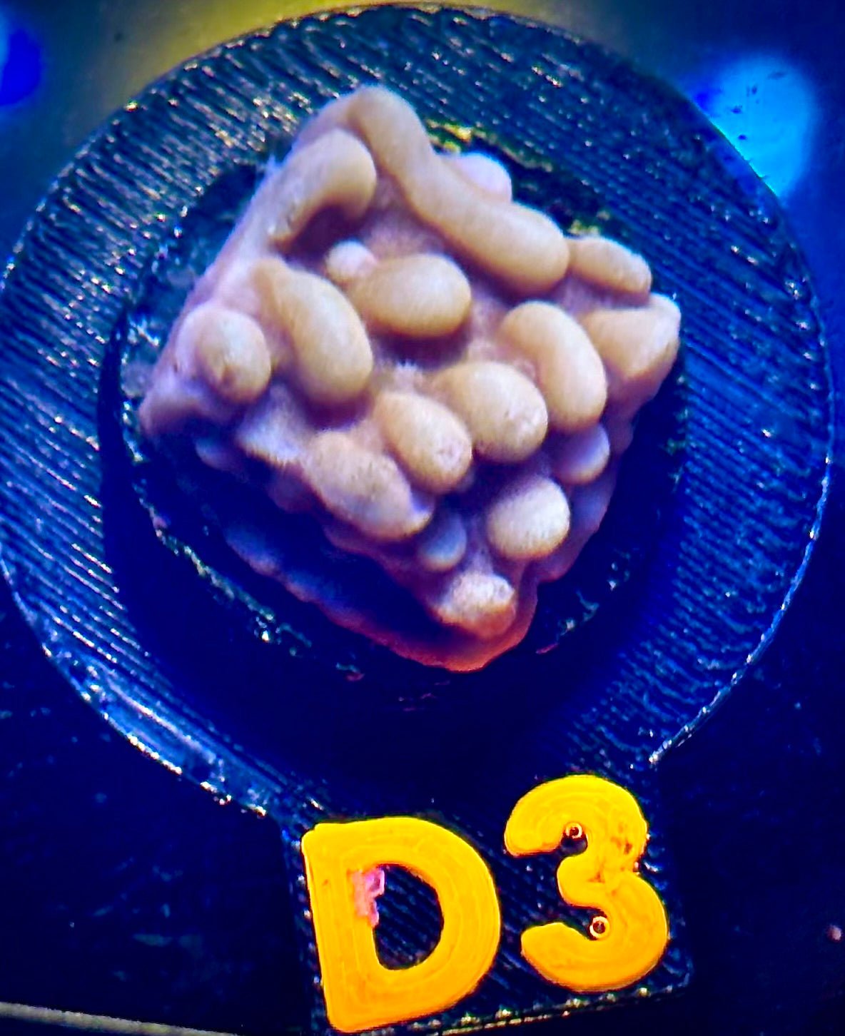 Love Shack Montipora