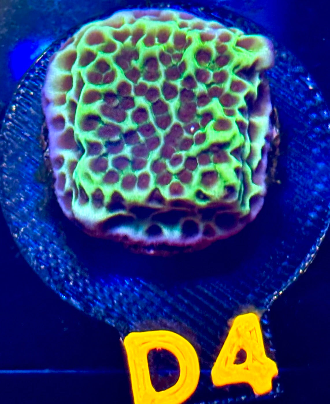 Flower Power Montipora