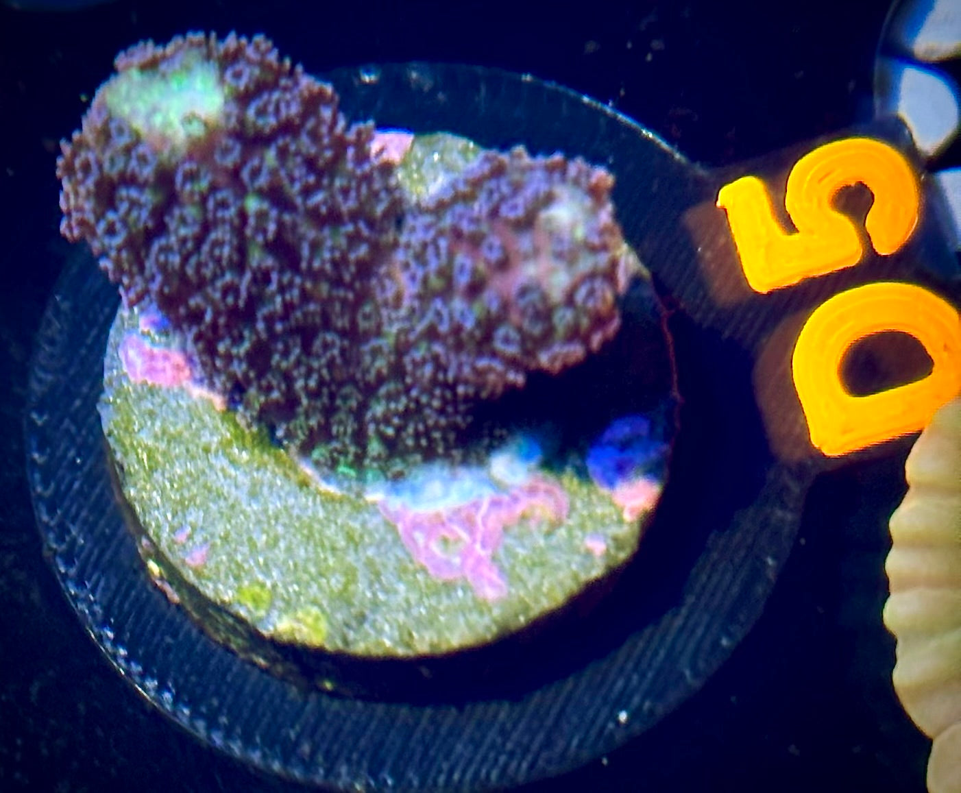 Tidal Garden OG Tyree Rainbow Stylophora