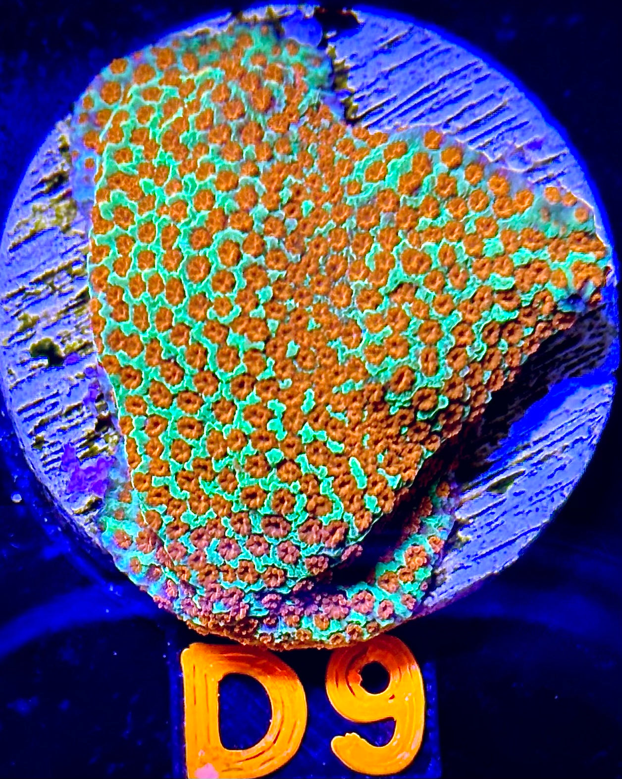Aquaman Montipora