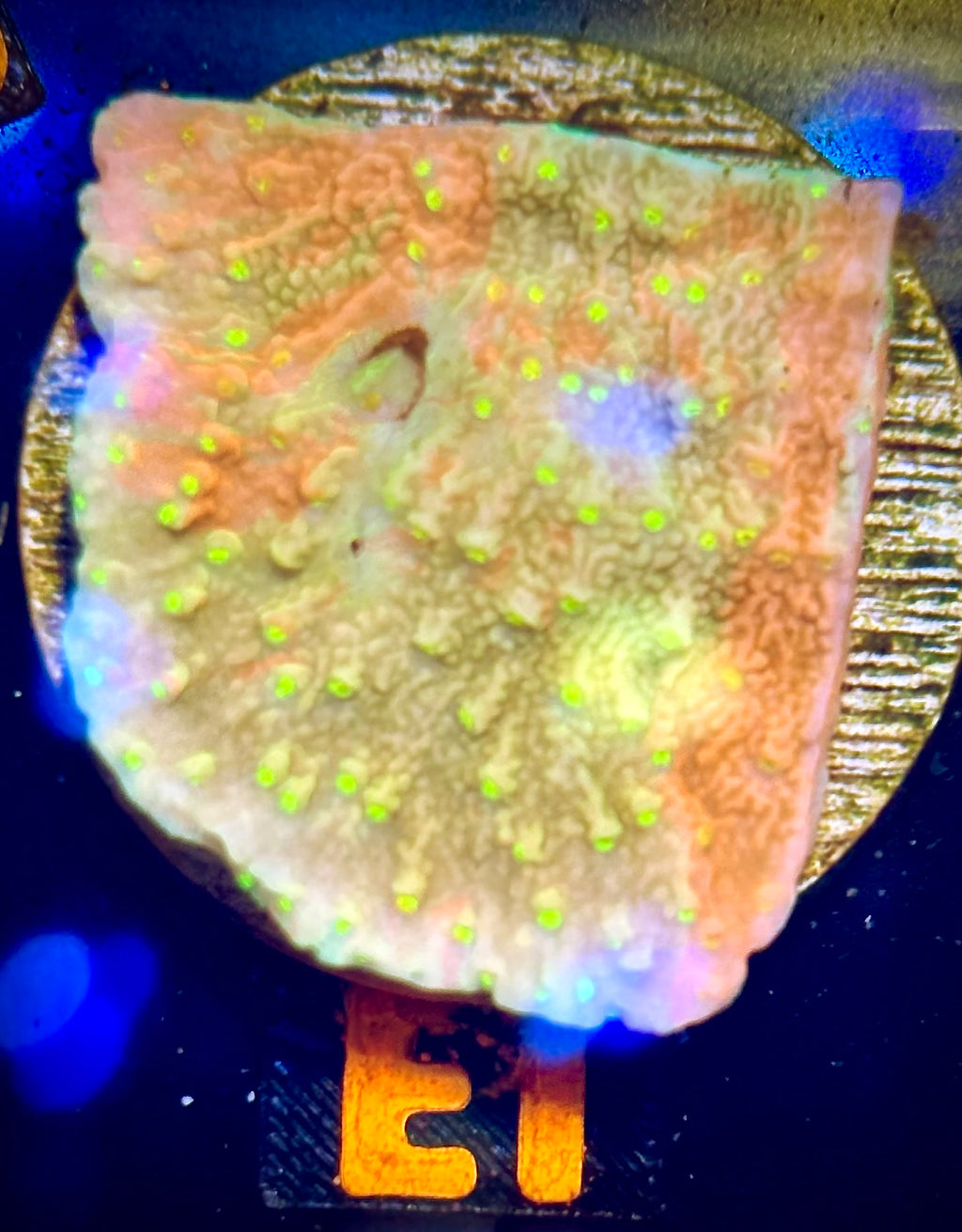 Sun Fire Grafted Montipora