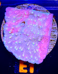 Sun Fire Grafted Montipora