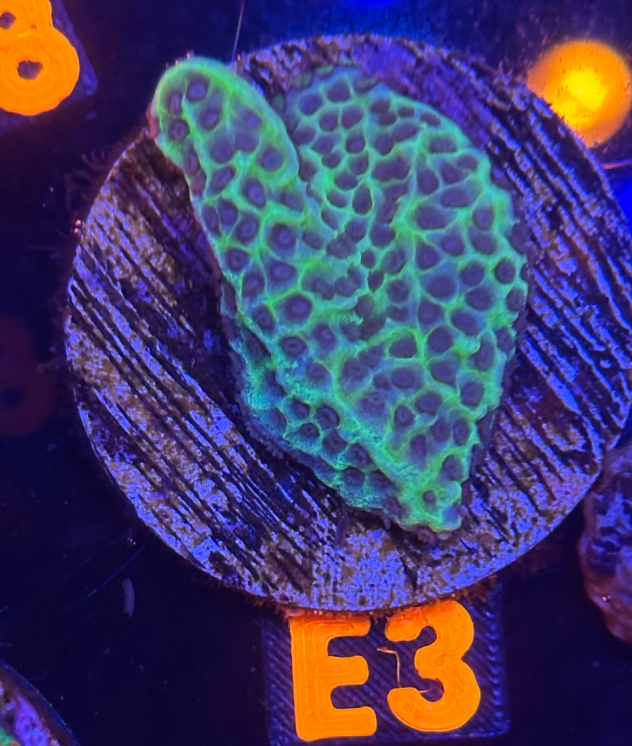 Blueberry Fields Montipora 2