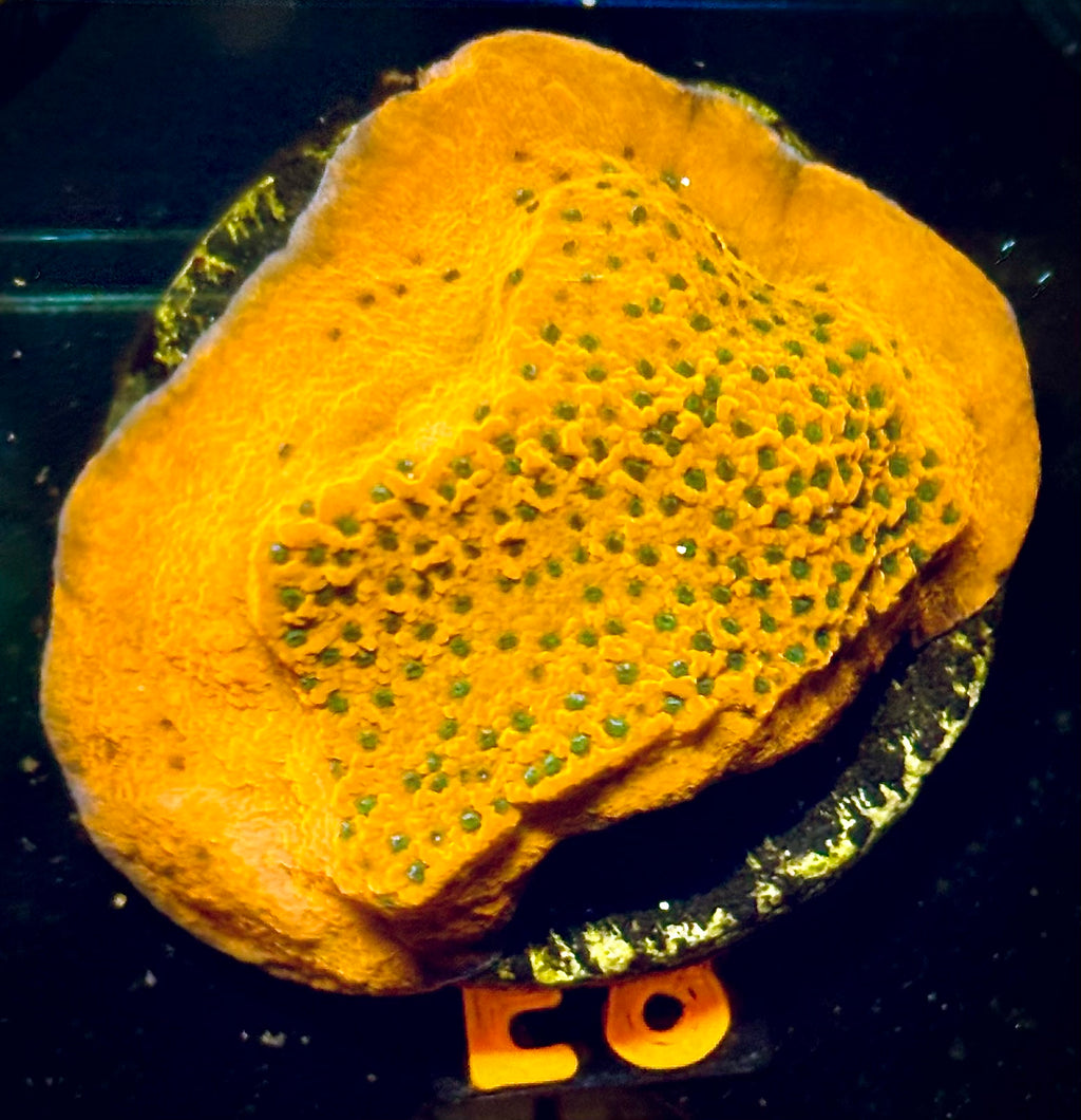 TSA Megachrome Montipora