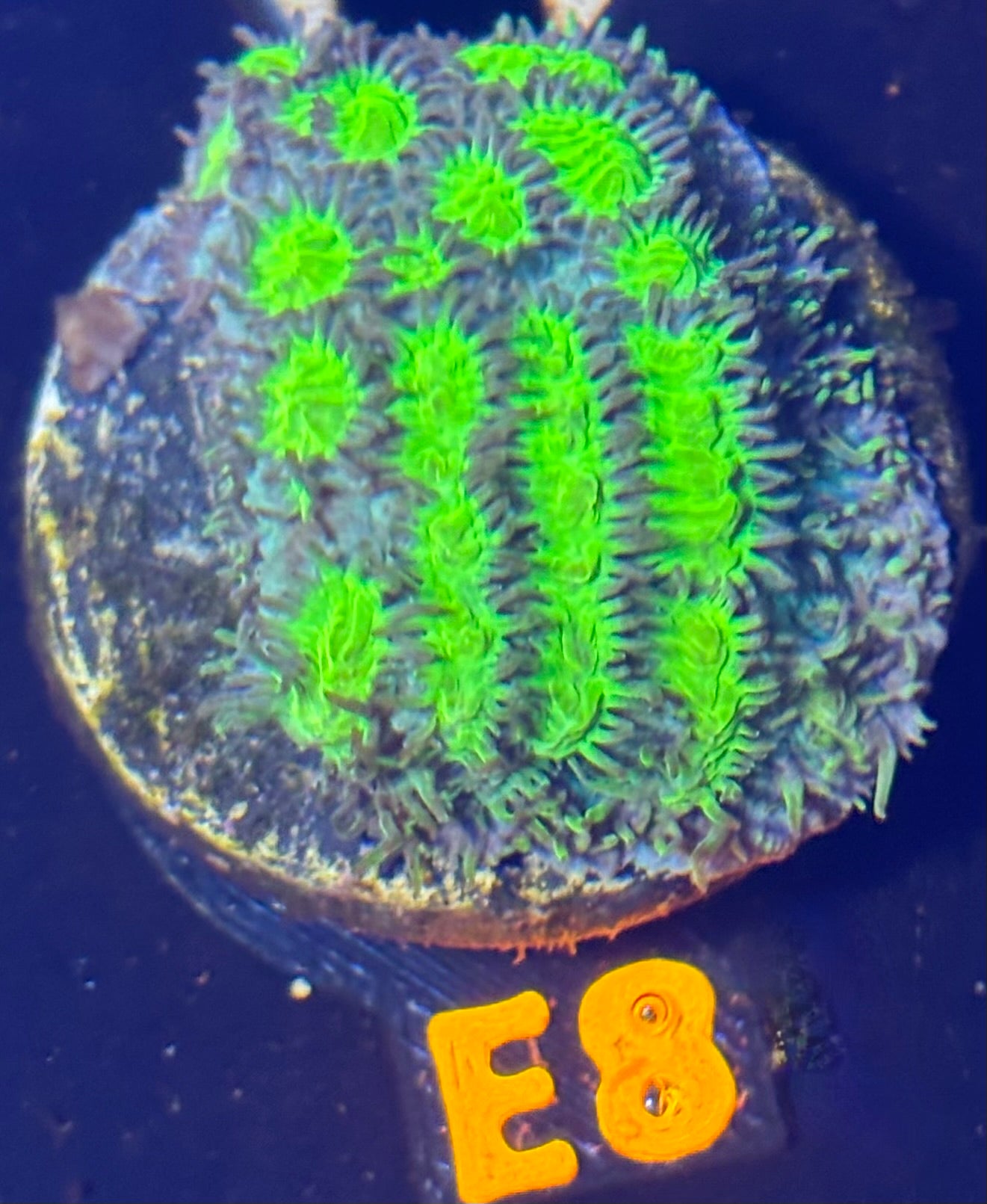 TSA Lemon Frost Hydnophora