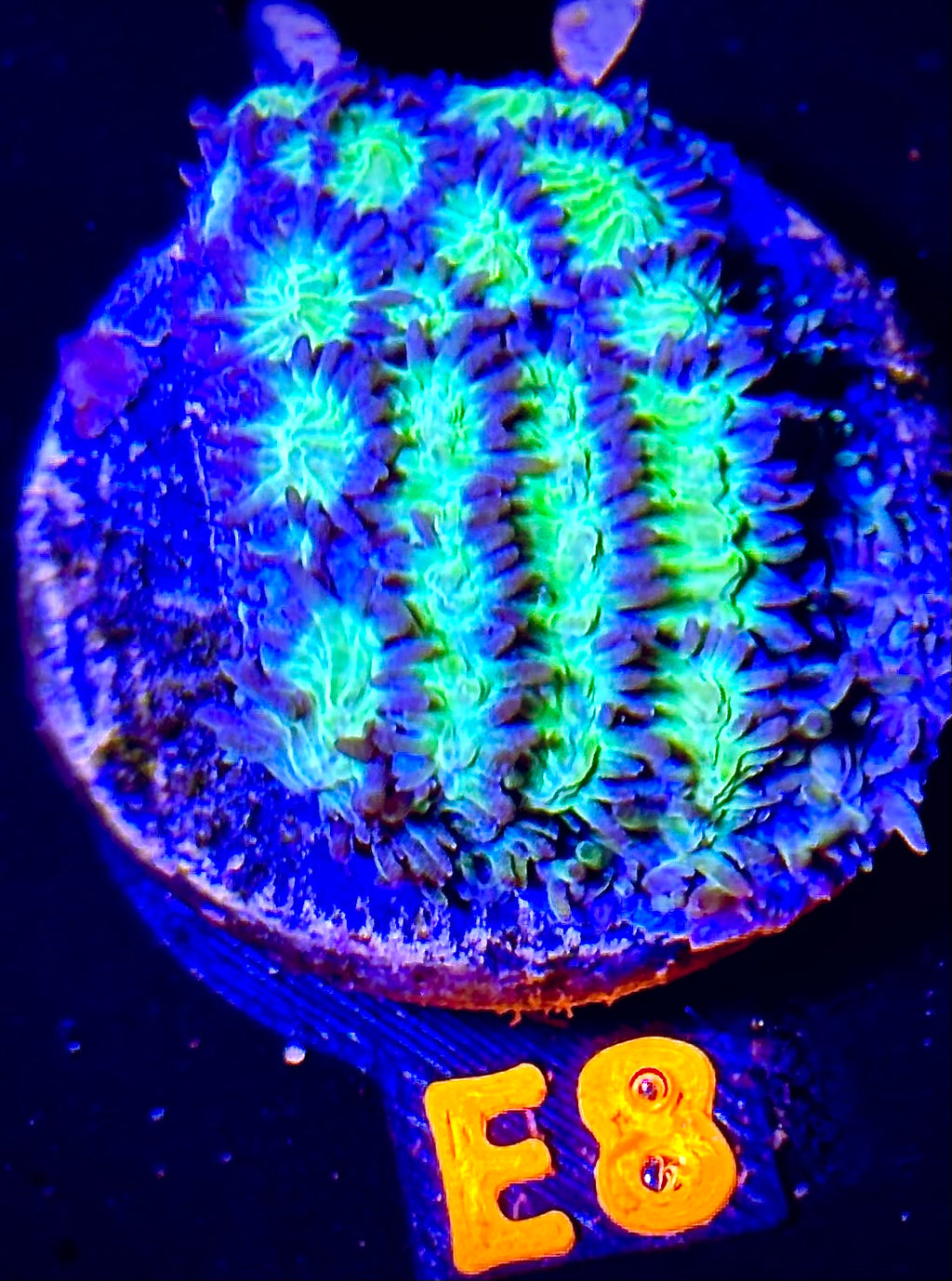 TSA Lemon Frost Hydnophora