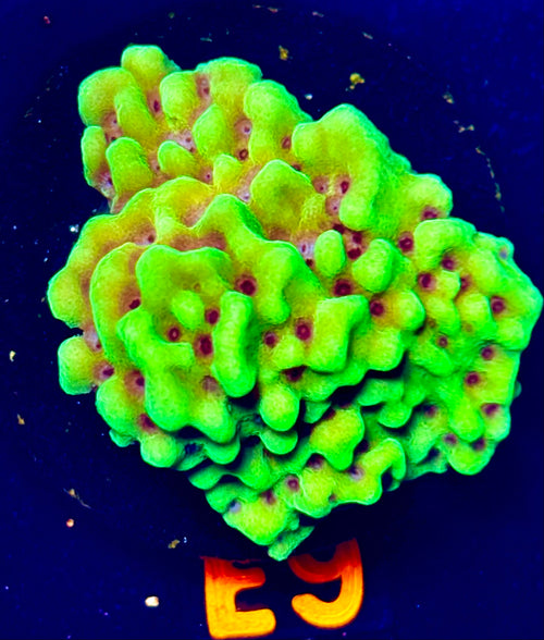 TSA Appleberry Montipora