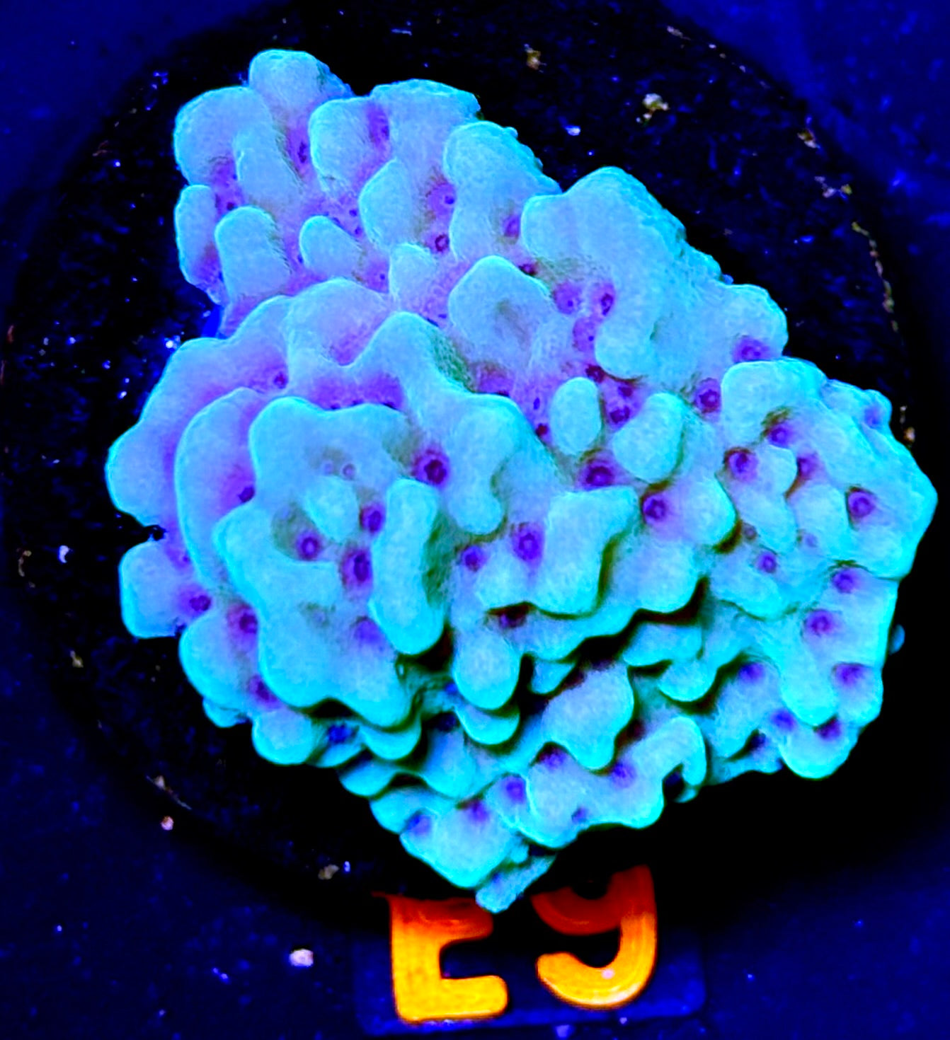 TSA Appleberry Montipora