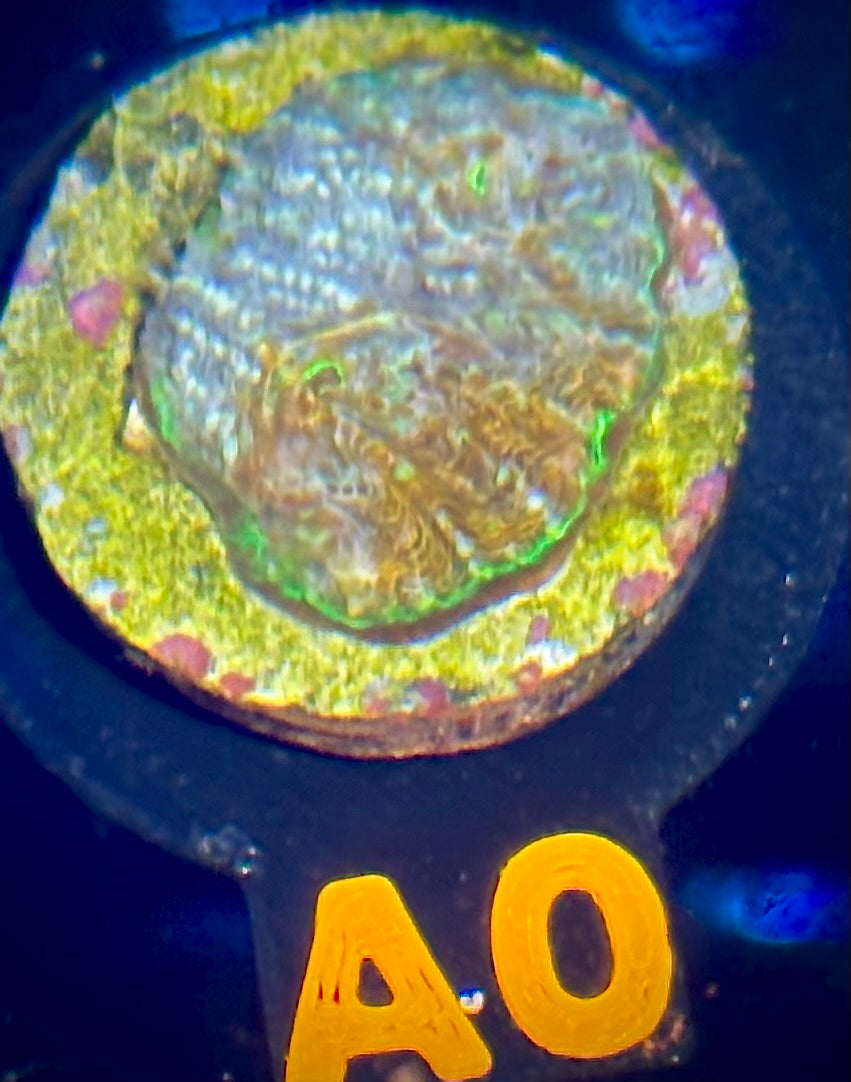 ECC Wonderland Acan Echinata