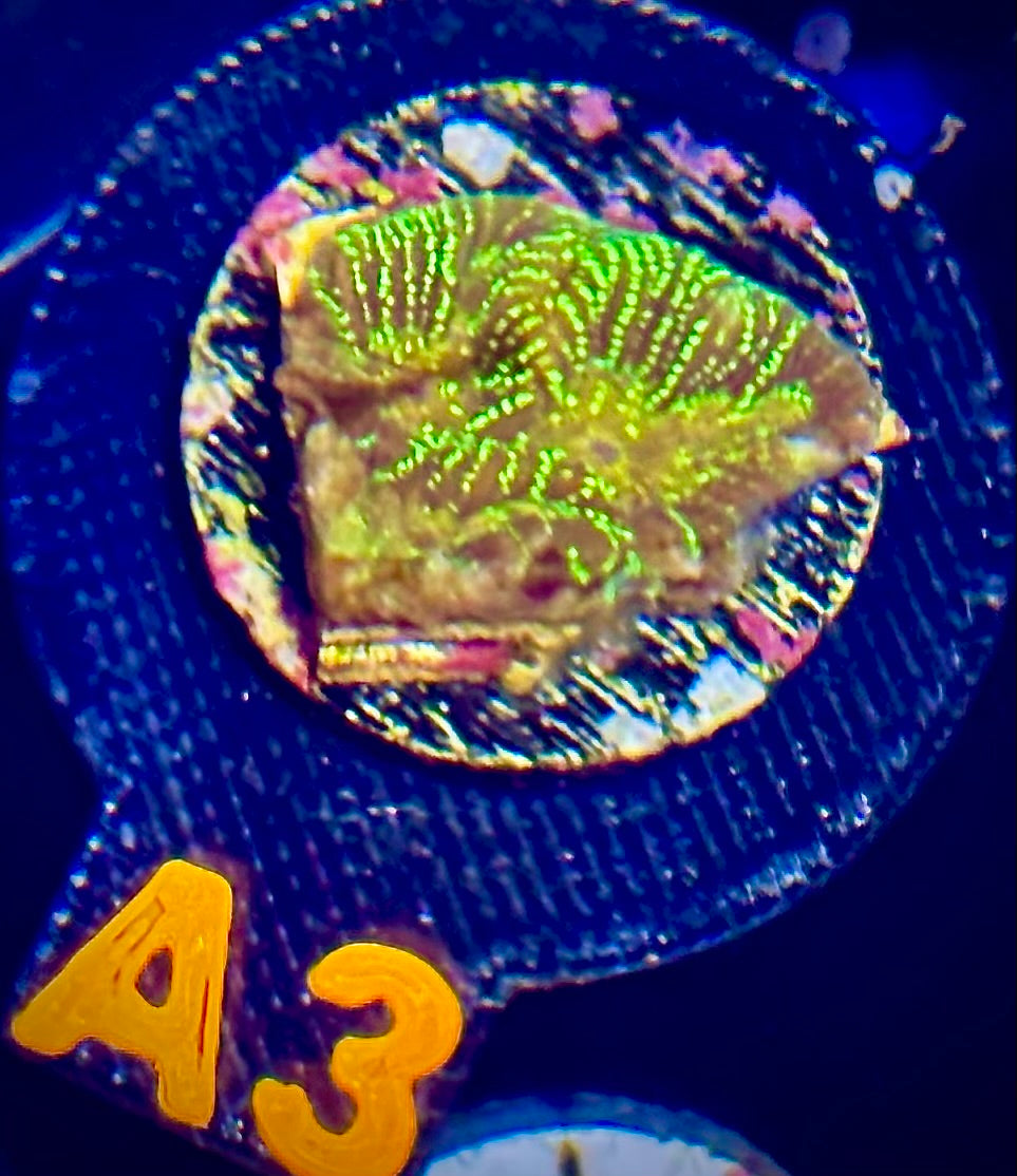 ECC Firewater Platygyra