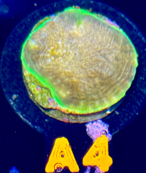 Hypershock Acan Echinata