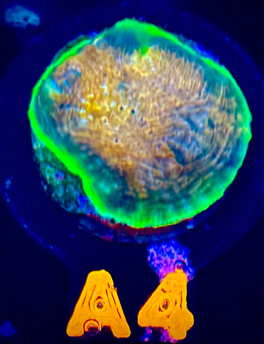 Hypershock Acan Echinata