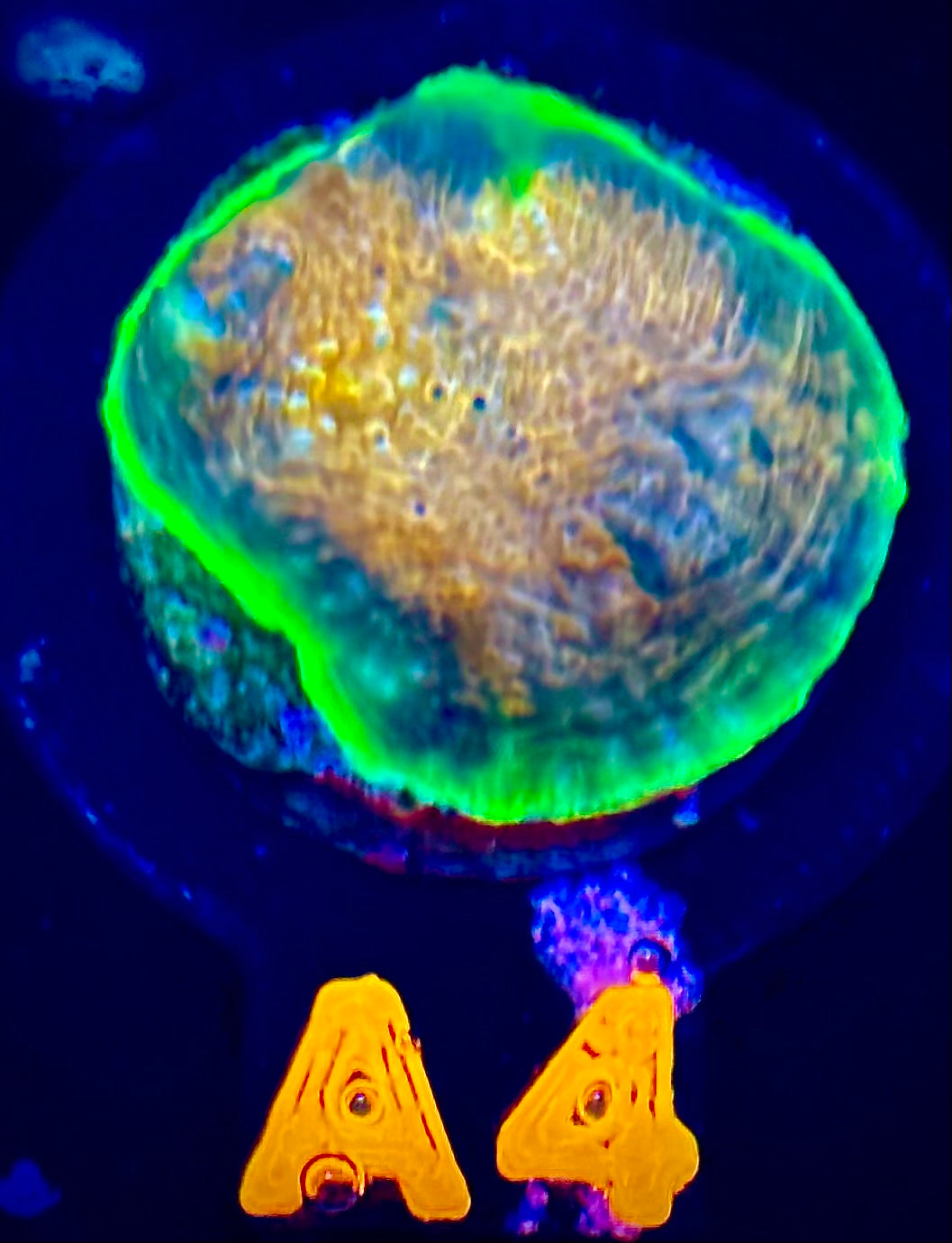 Hypershock Acan Echinata