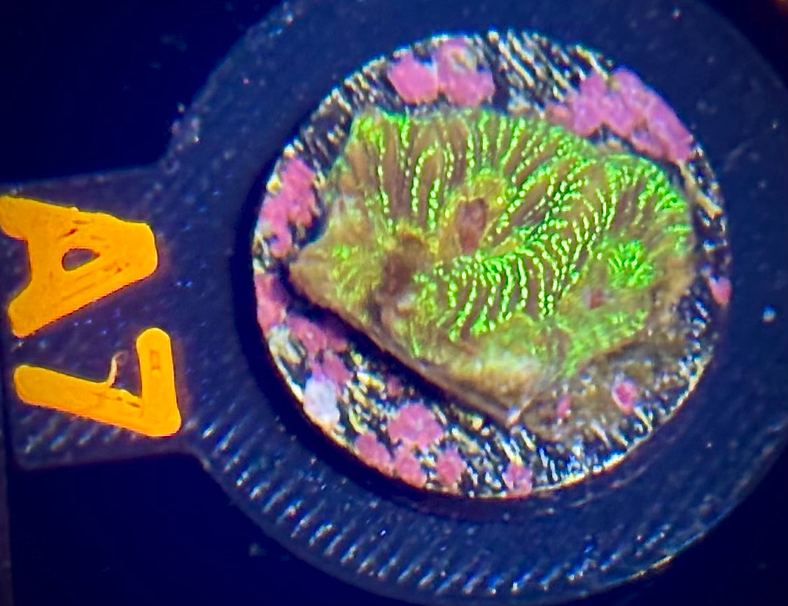 ECC Firewater Platygyra