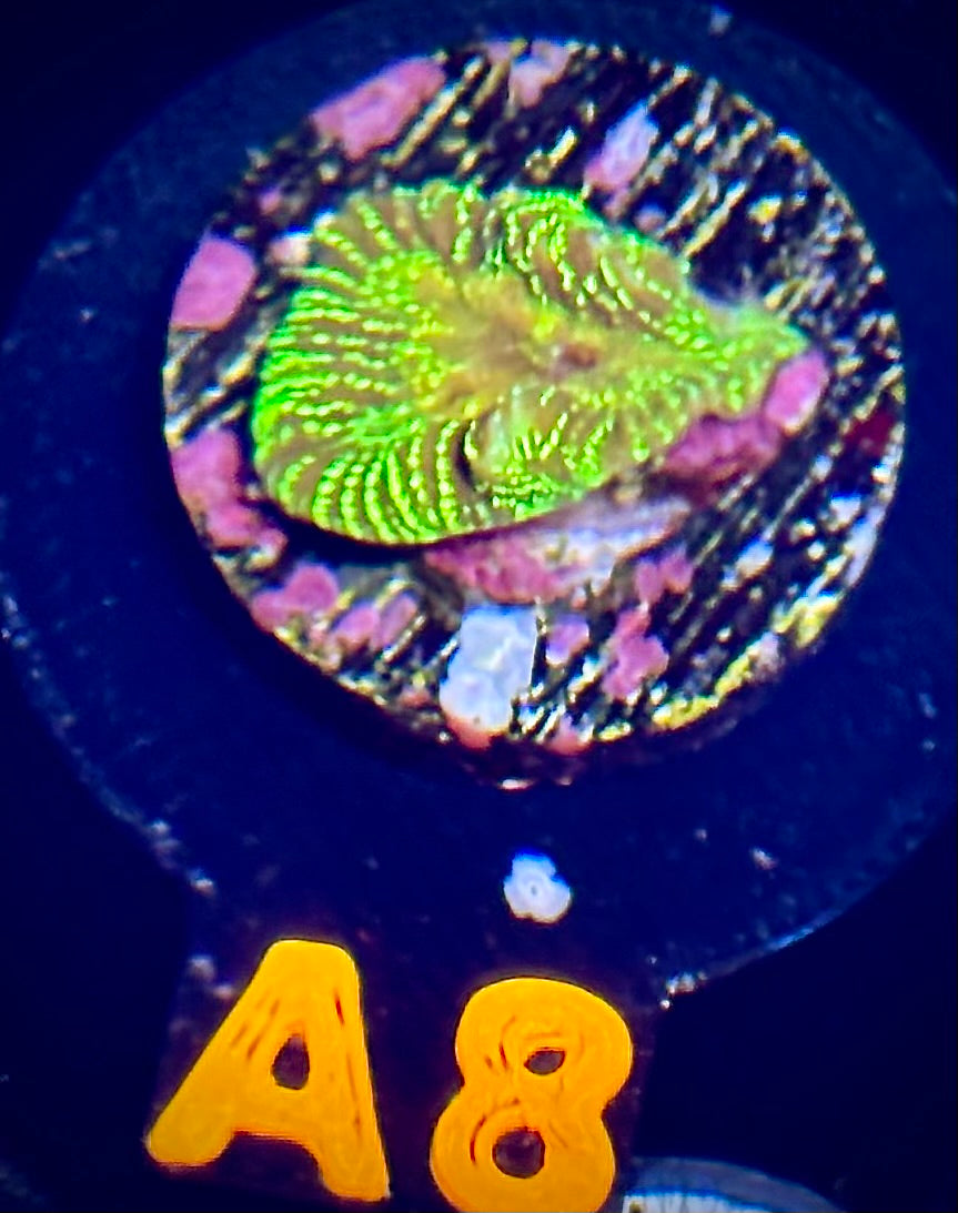 ECC Firewater Platygyra