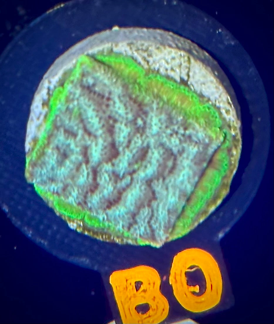 ECC Frankenstein Leptoseris