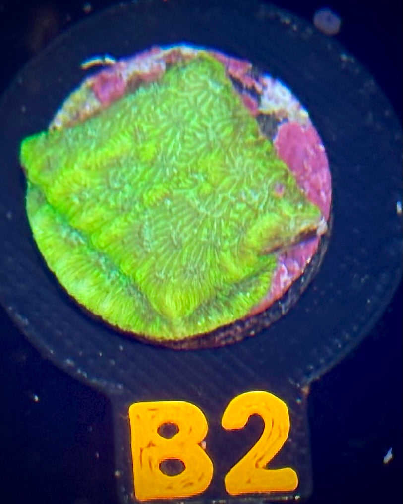 ECC Blastoise Leptoseris