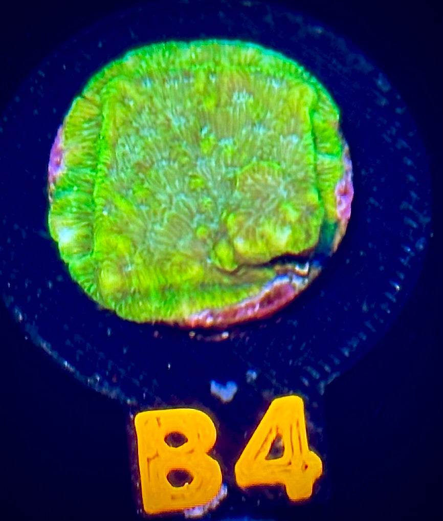 ECC Blastoise Leptoseris