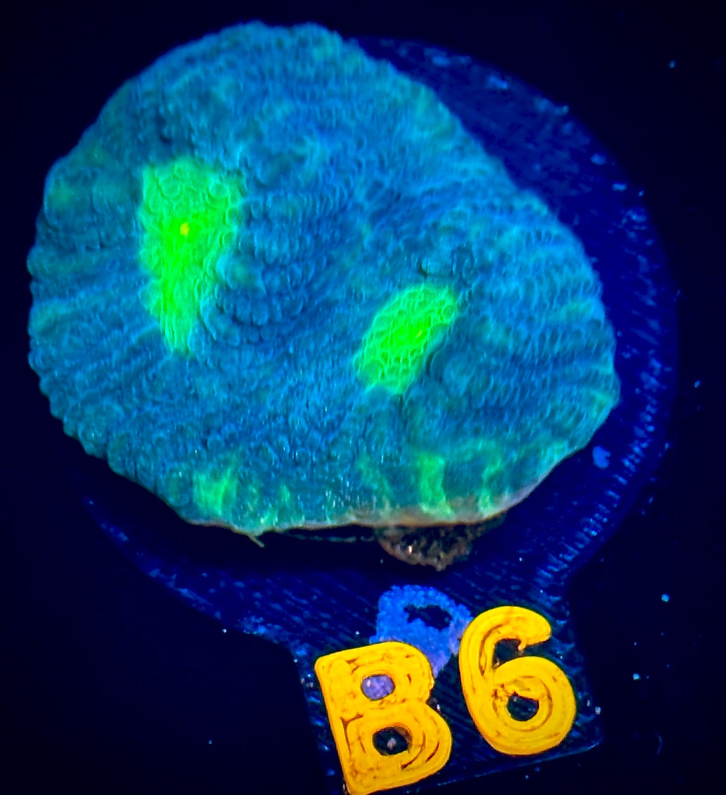 Luck of the Irish Favia