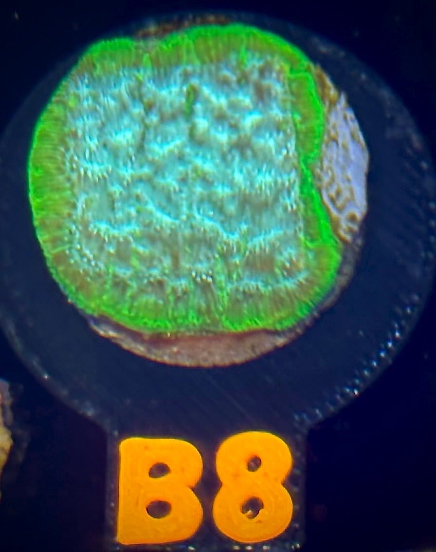 ECC Frankenstein Leptoseris